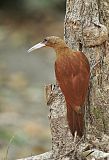 Great Rufous Woodcreeper